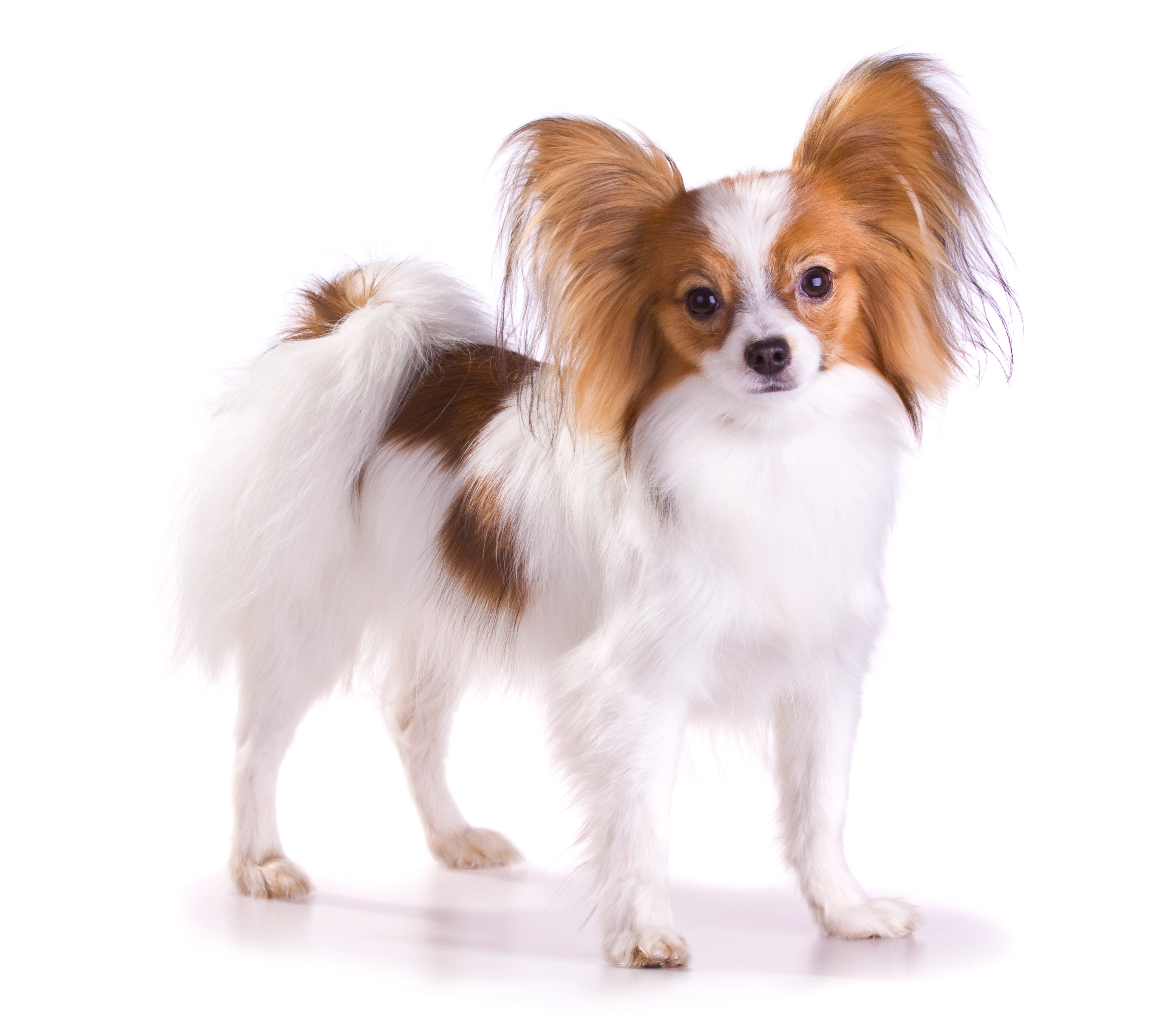 Papillons for Adoption in Kinsey, Alabama | Petfinder